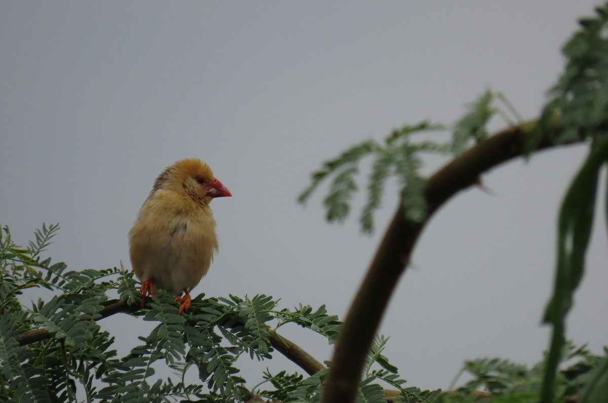 Red-billed Quelea - ML641168234