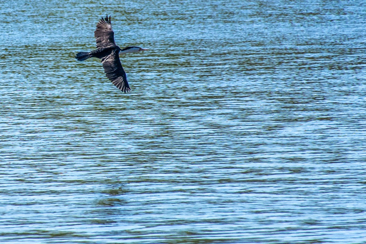 Cormoran varié - ML641168238