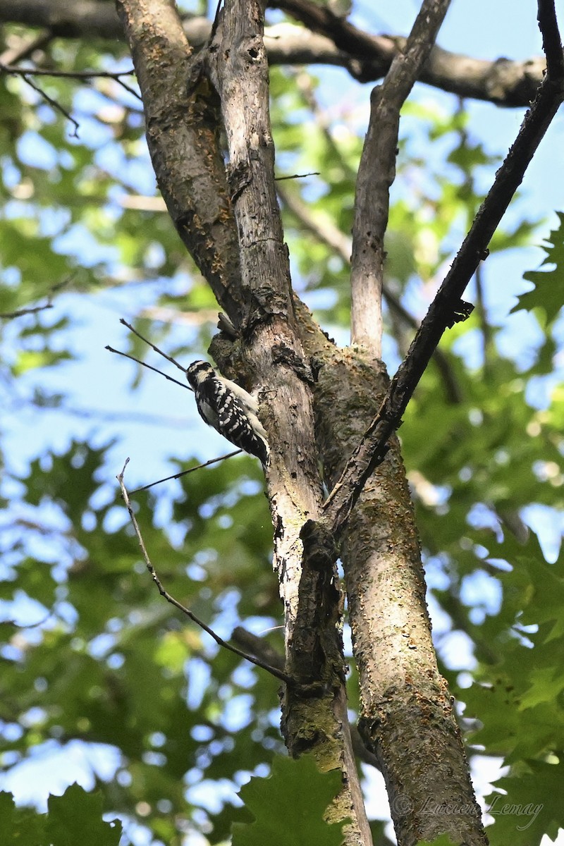 Downy Woodpecker - ML641168251