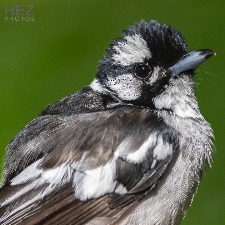 White-eared Monarch - ML641168255