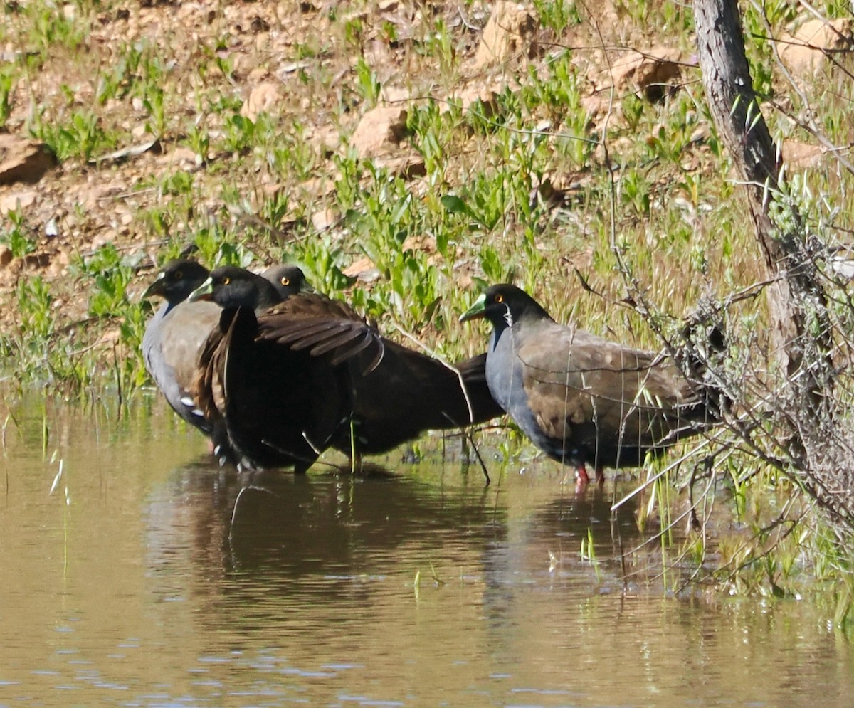 Black-tailed Nativehen - ML641168257