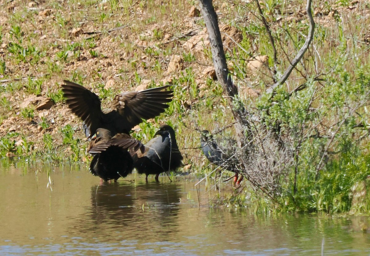 Black-tailed Nativehen - ML641168258