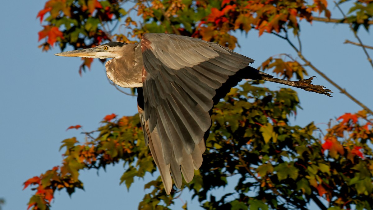 Great Blue Heron - ML641168264