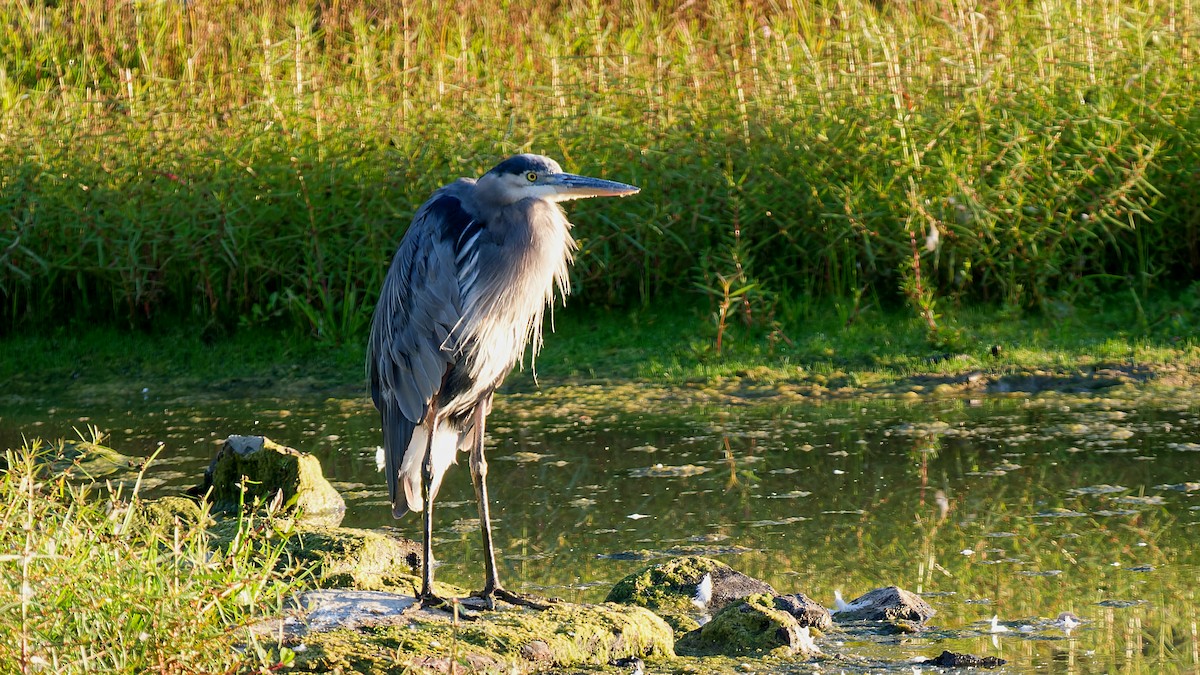 Great Blue Heron - ML641168265