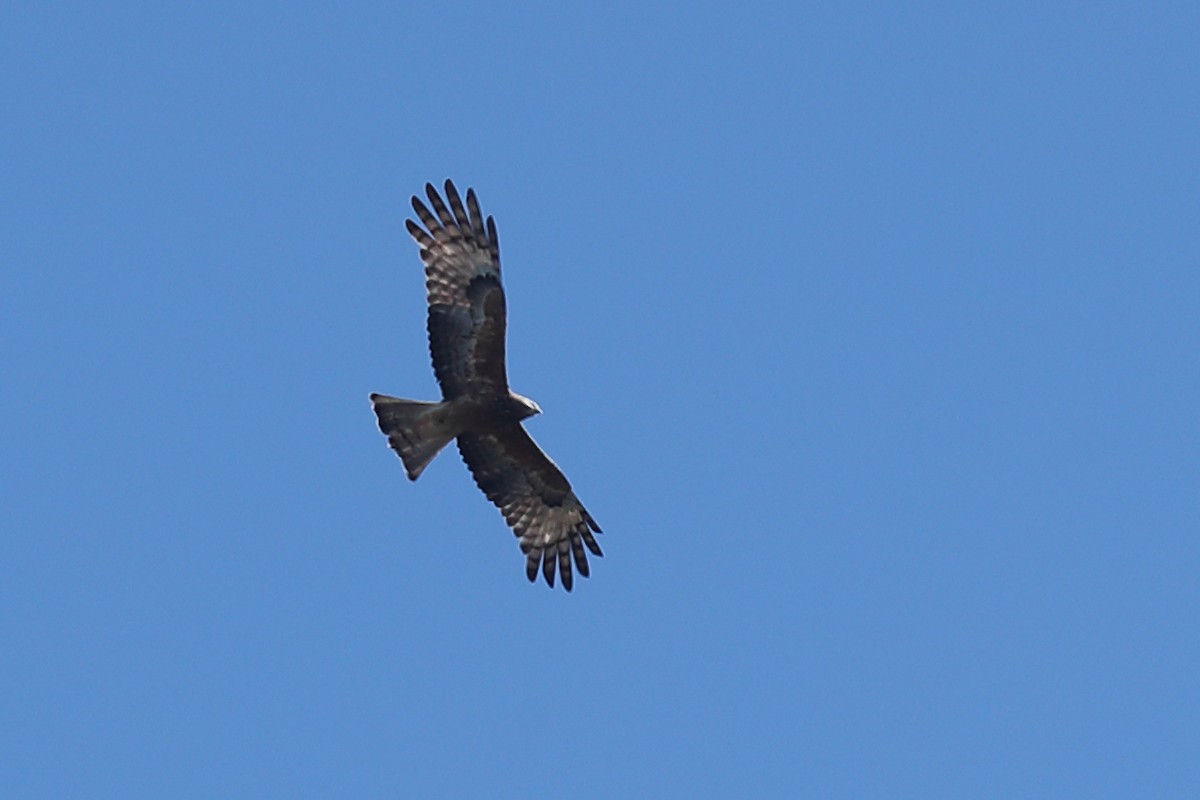 Square-tailed Kite - ML641168355