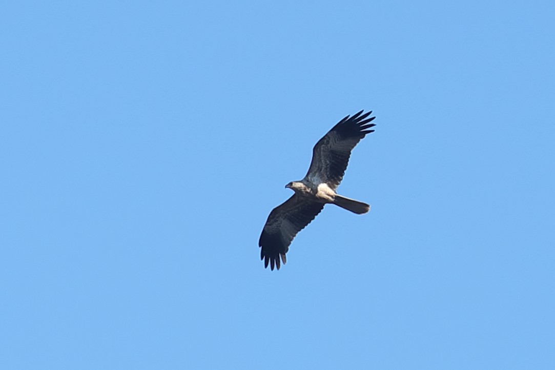 Whistling Kite - ML641168360