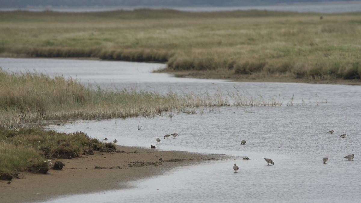 Red Knot - ML641168408