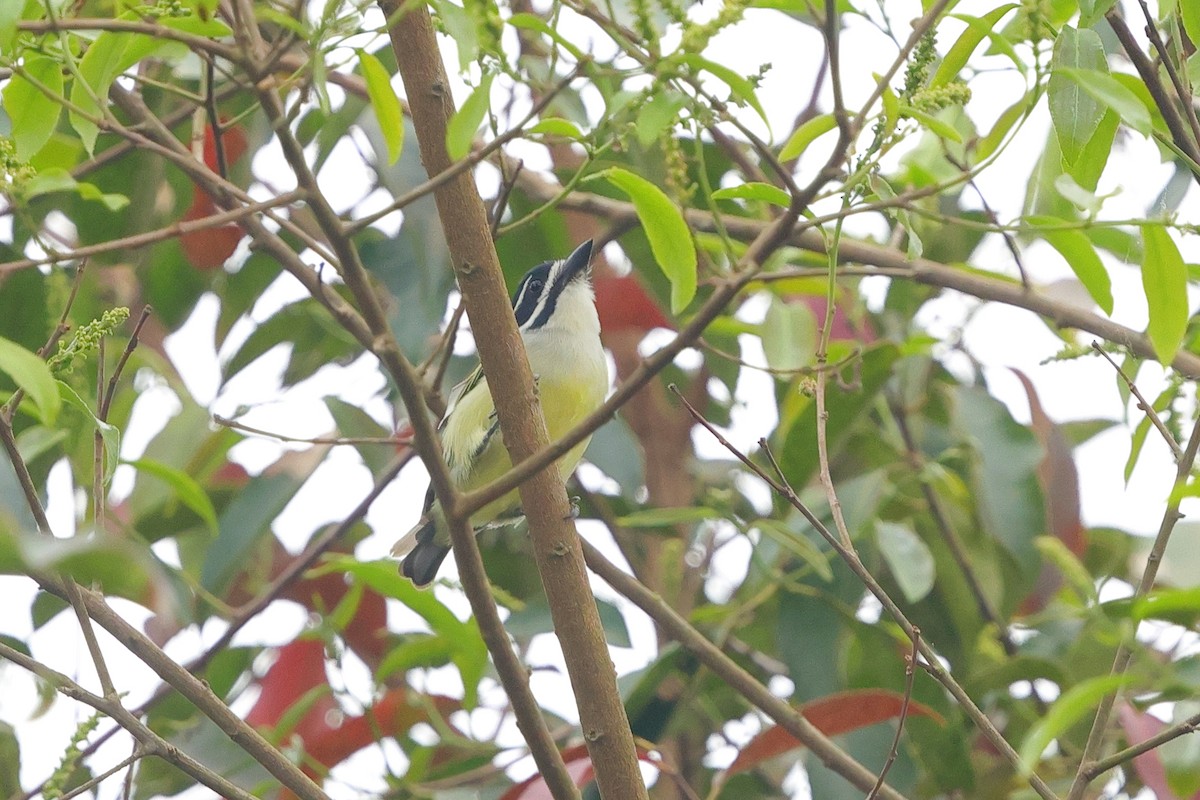 Yellow-rumped Tinkerbird - ML641168420