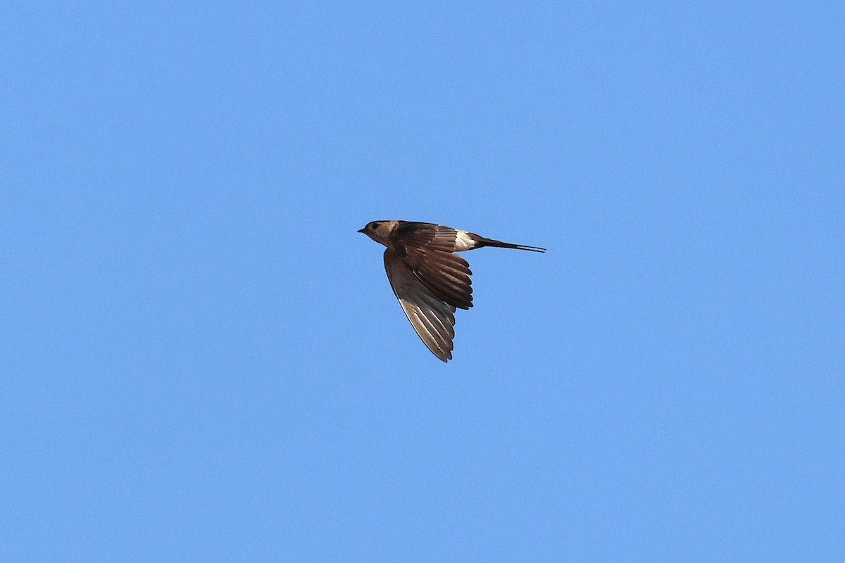 Eastern Red-rumped Swallow (Striated) - ML641168442