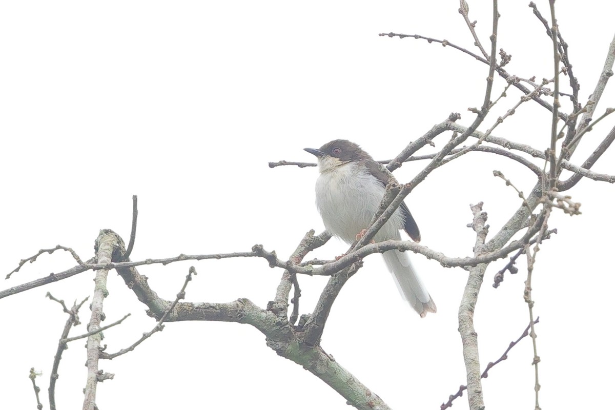 Buff-throated Apalis (Buff-throated) - ML641168460