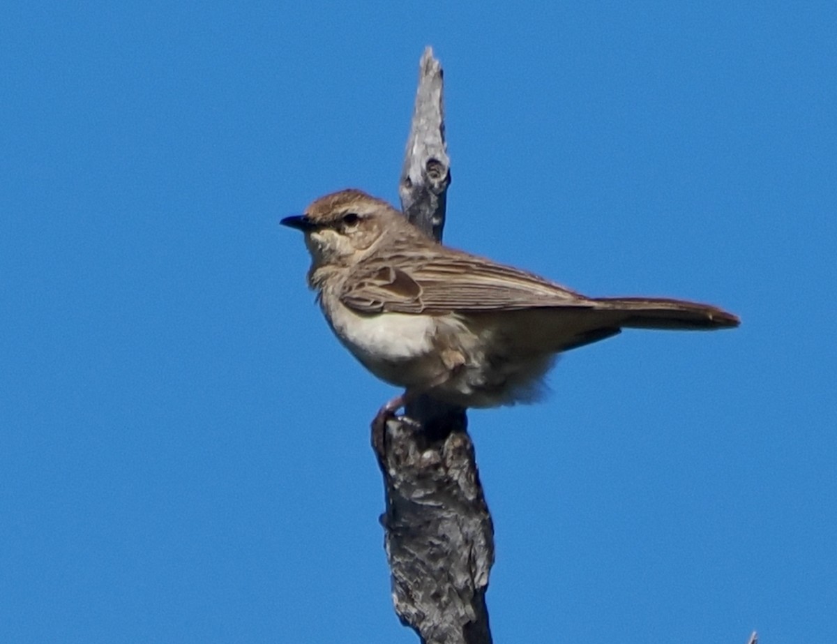 Rufous Songlark - ML641168477