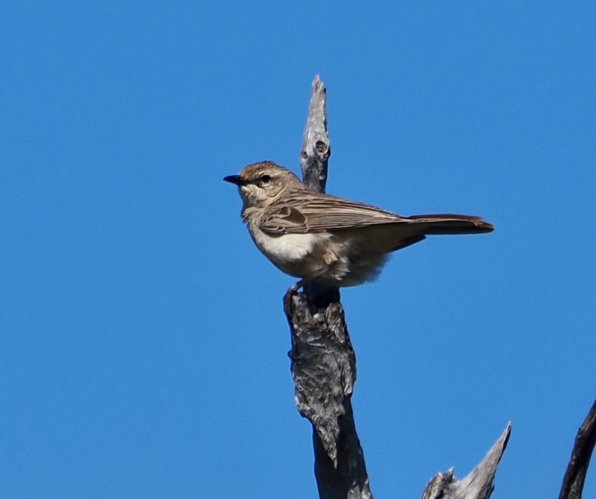 Rufous Songlark - ML641168478