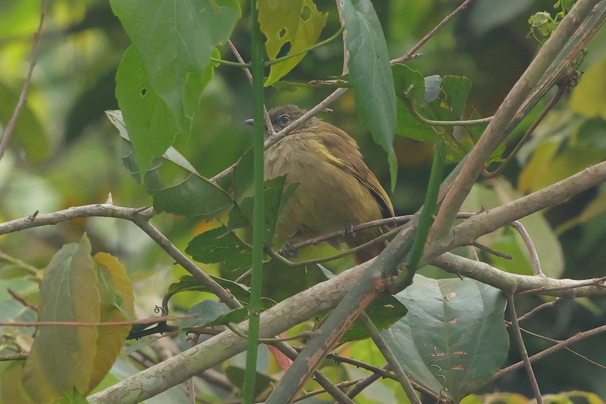 Plain Greenbul (curvirostris) - ML641168493