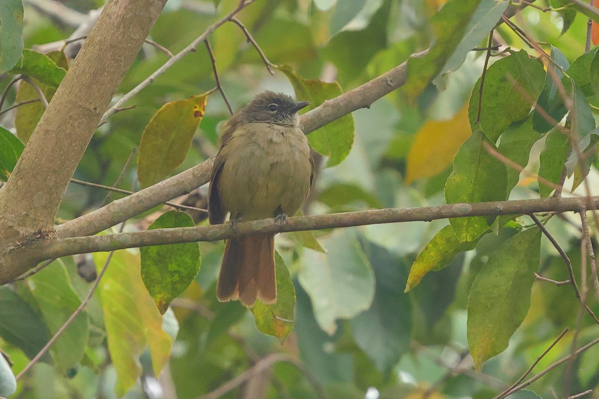Plain Greenbul (curvirostris) - ML641168494