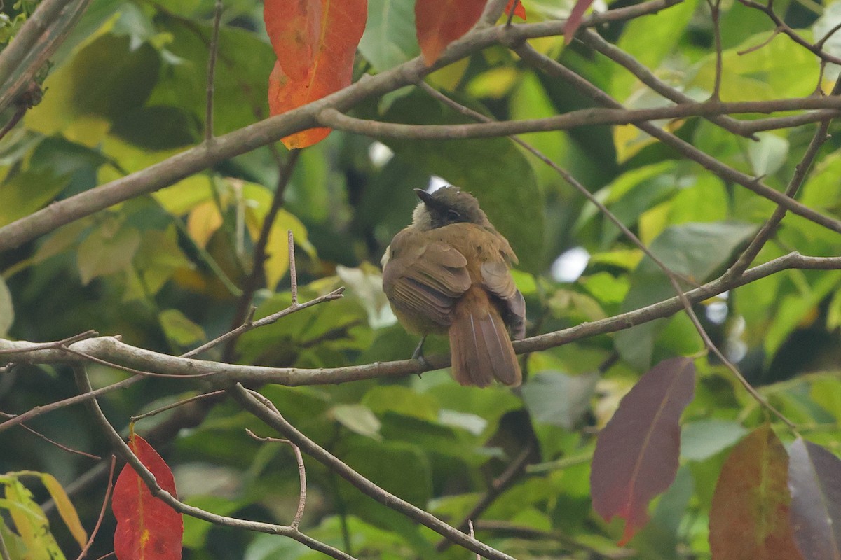 Plain Greenbul (curvirostris) - ML641168495