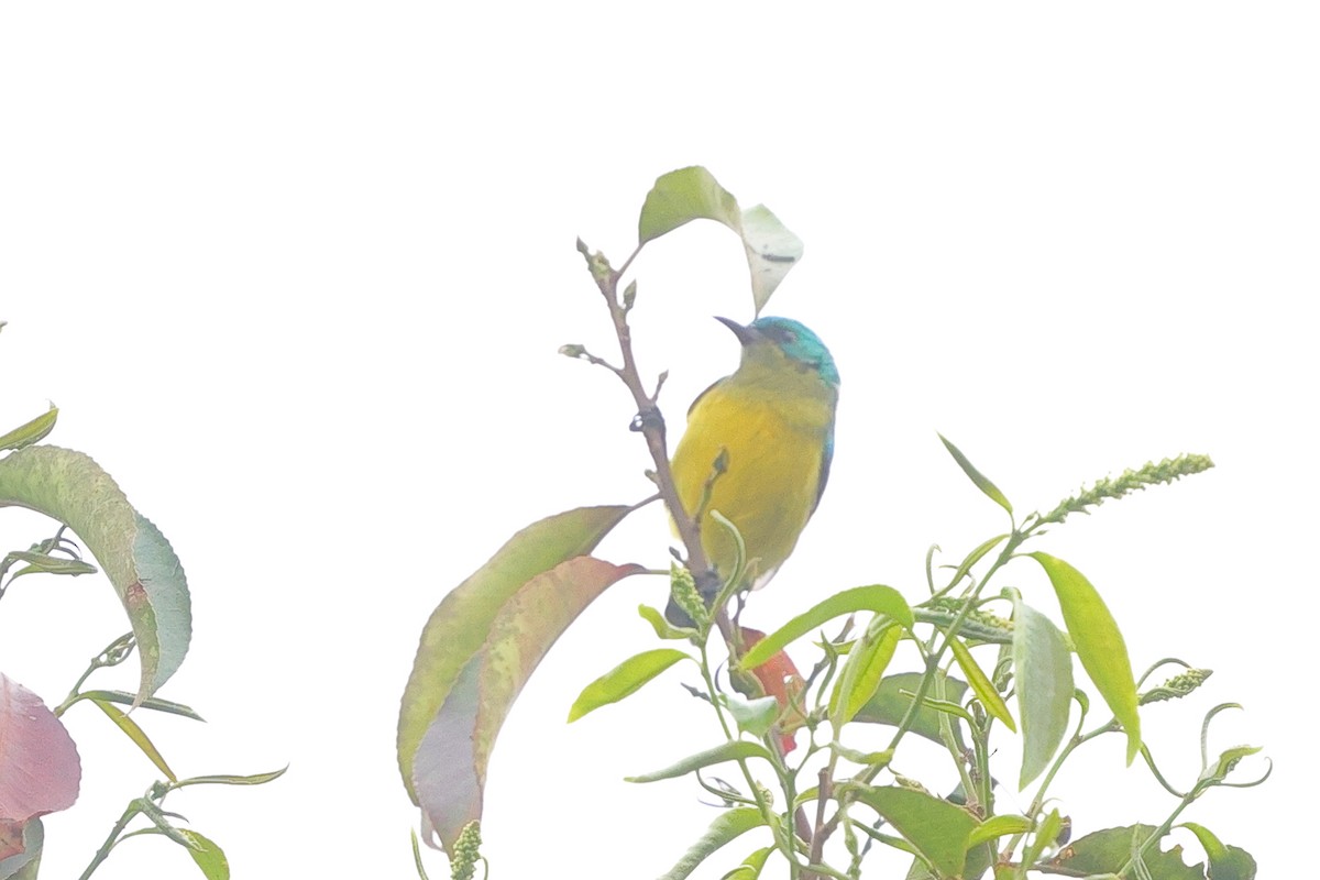 Collared Sunbird - ML641168511