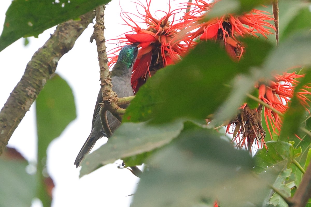 Green-headed Sunbird - ML641168517