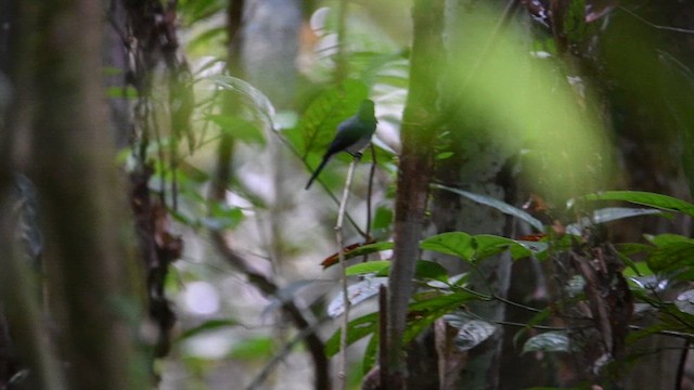 Black-naped Monarch - ML641168529