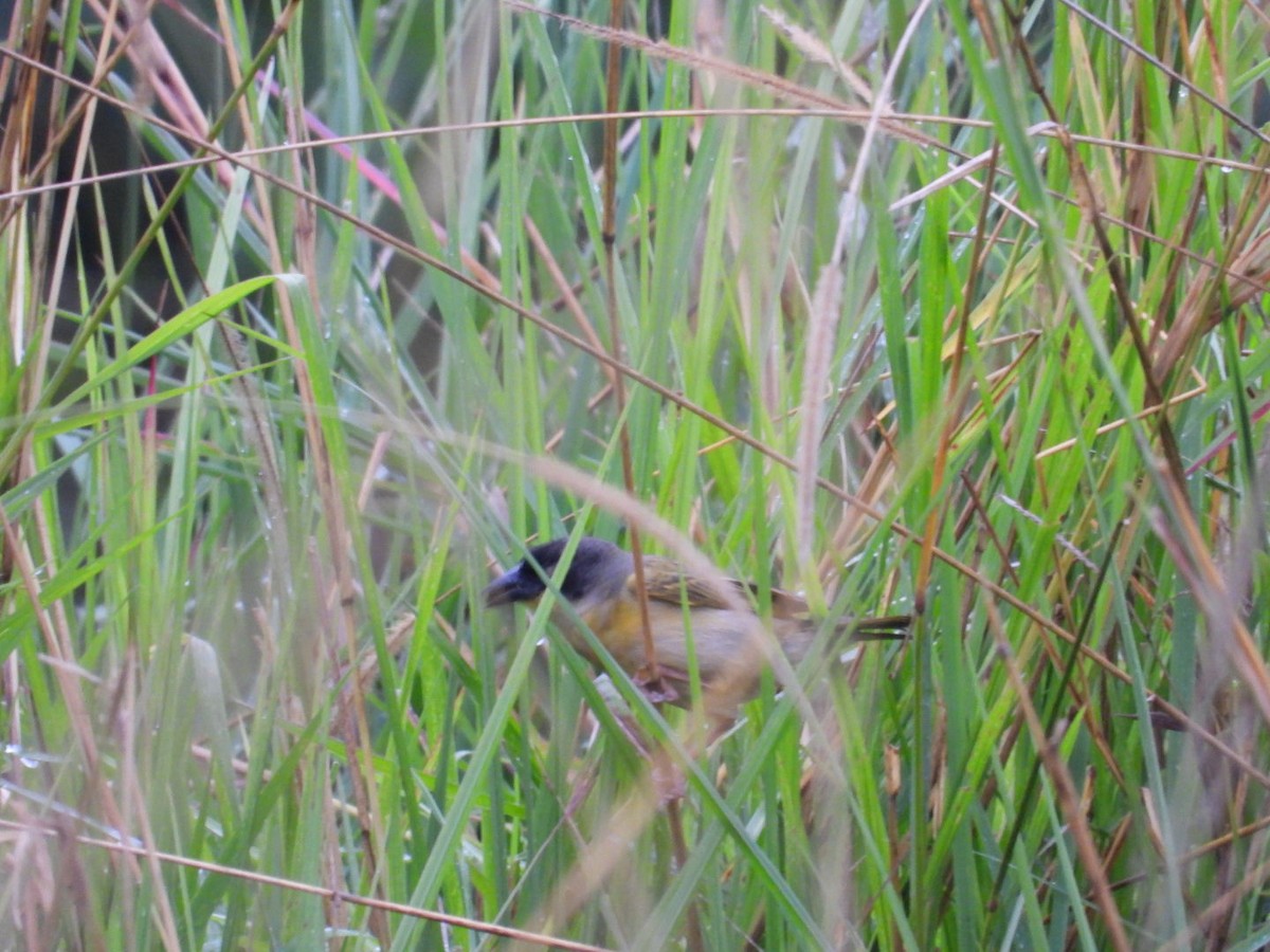 Baglafecht Weaver - ML641168559