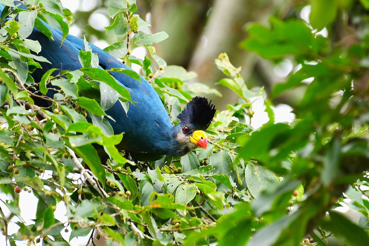 Great Blue Turaco - ML641168585
