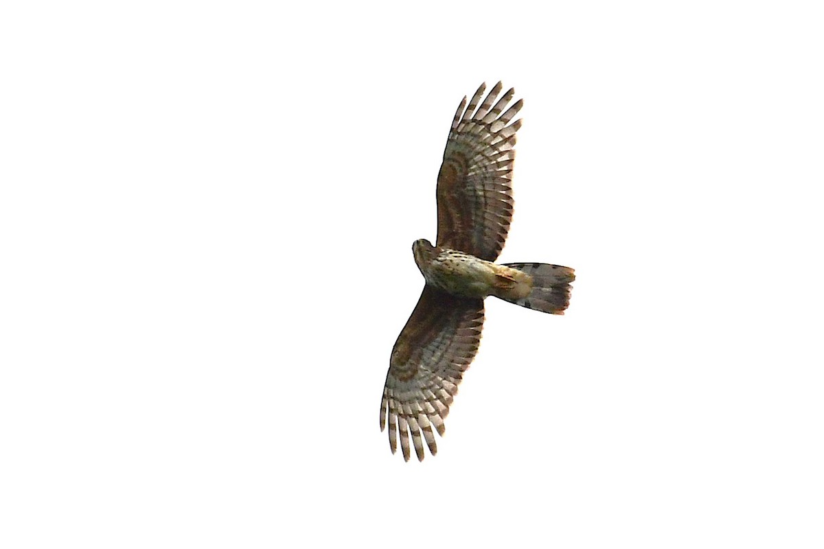 Congo Snake-Eagle - ML641168589