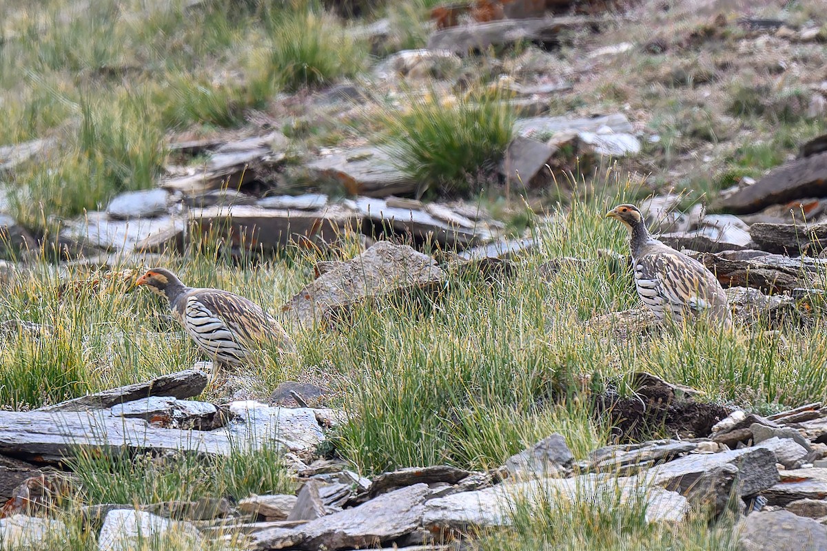 Tibetan Snowcock - ML641168603