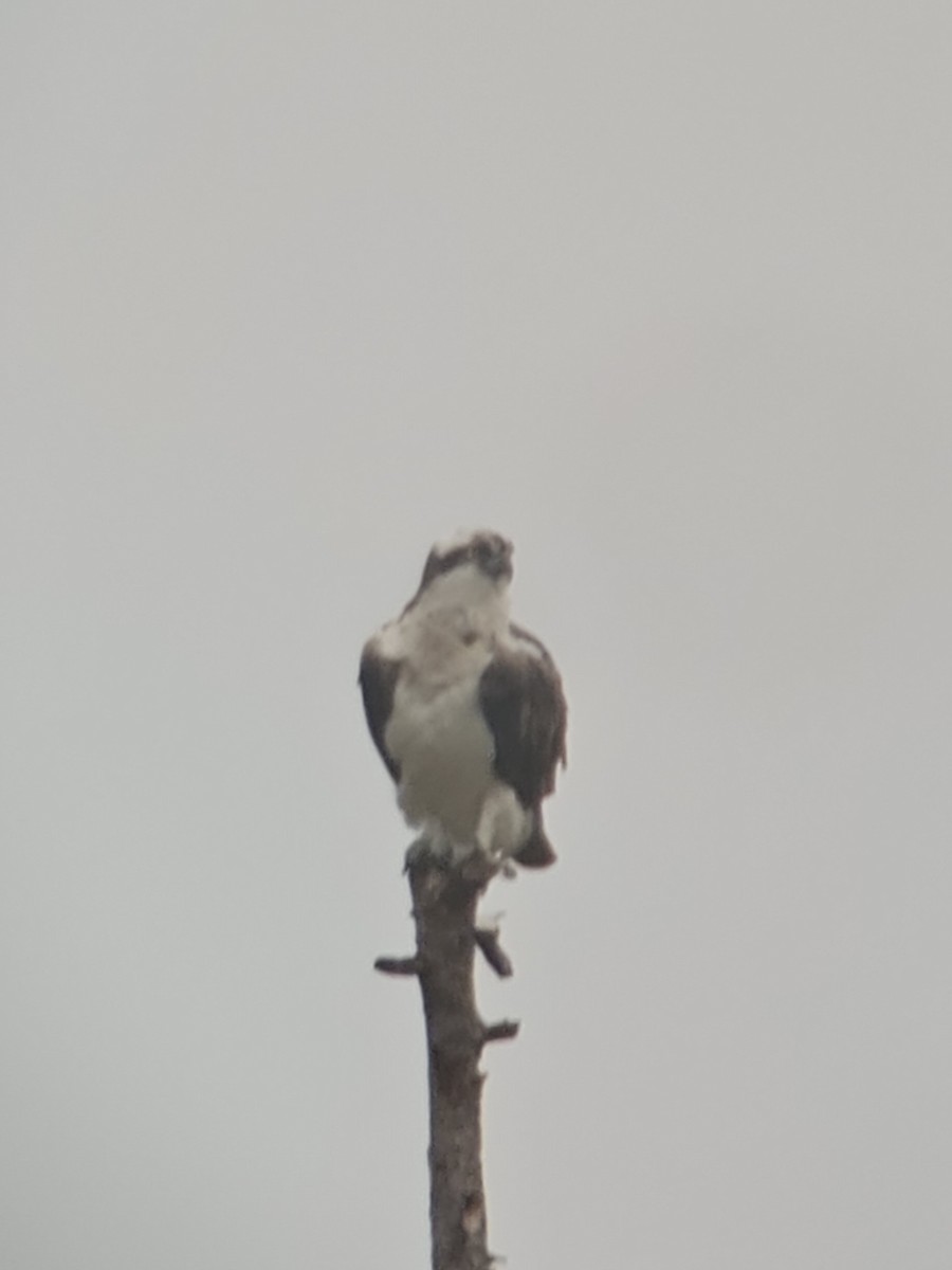 Osprey - ML641168628