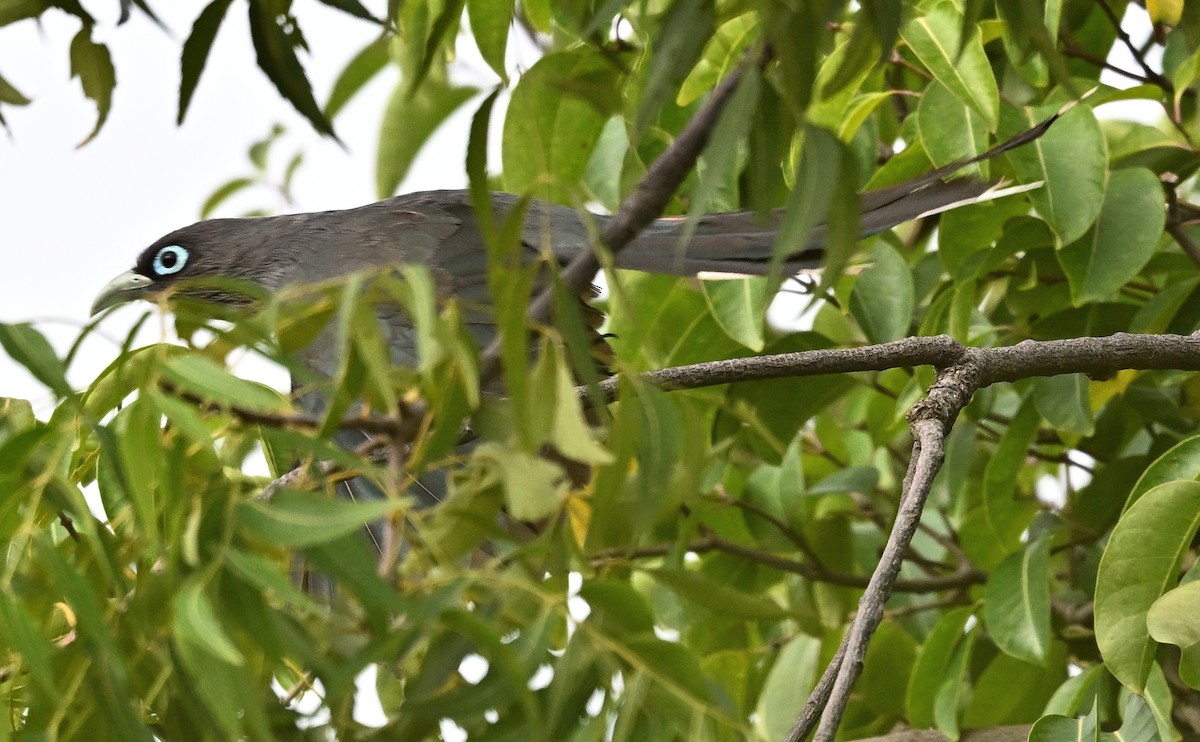 Blue-faced Malkoha - ML641168655