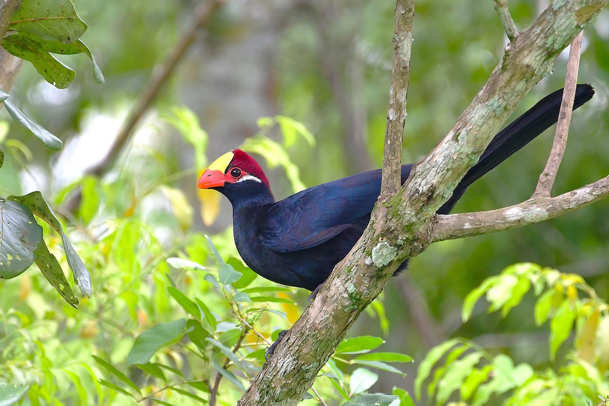 Turaco Violáceo - ML641168673