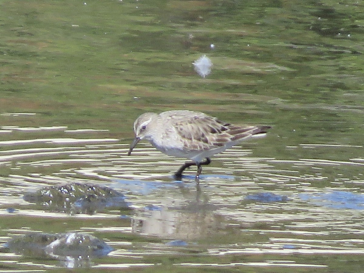 White-rumped Sandpiper - ML641168688