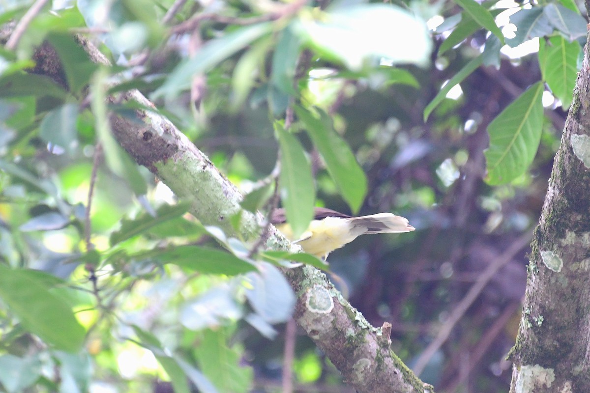 Swamp Greenbul - ML641168716