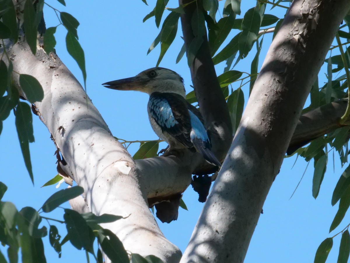 Blue-winged Kookaburra - ML641168721