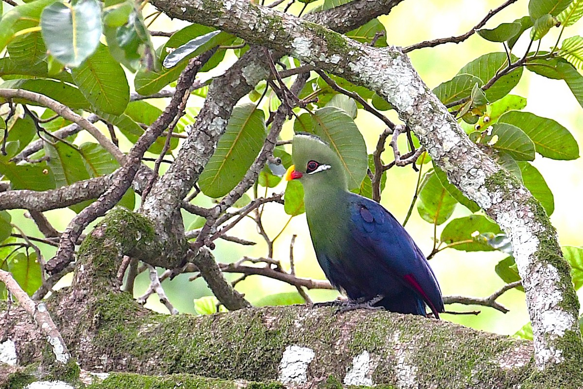 Yellow-billed Turaco - ML641168722