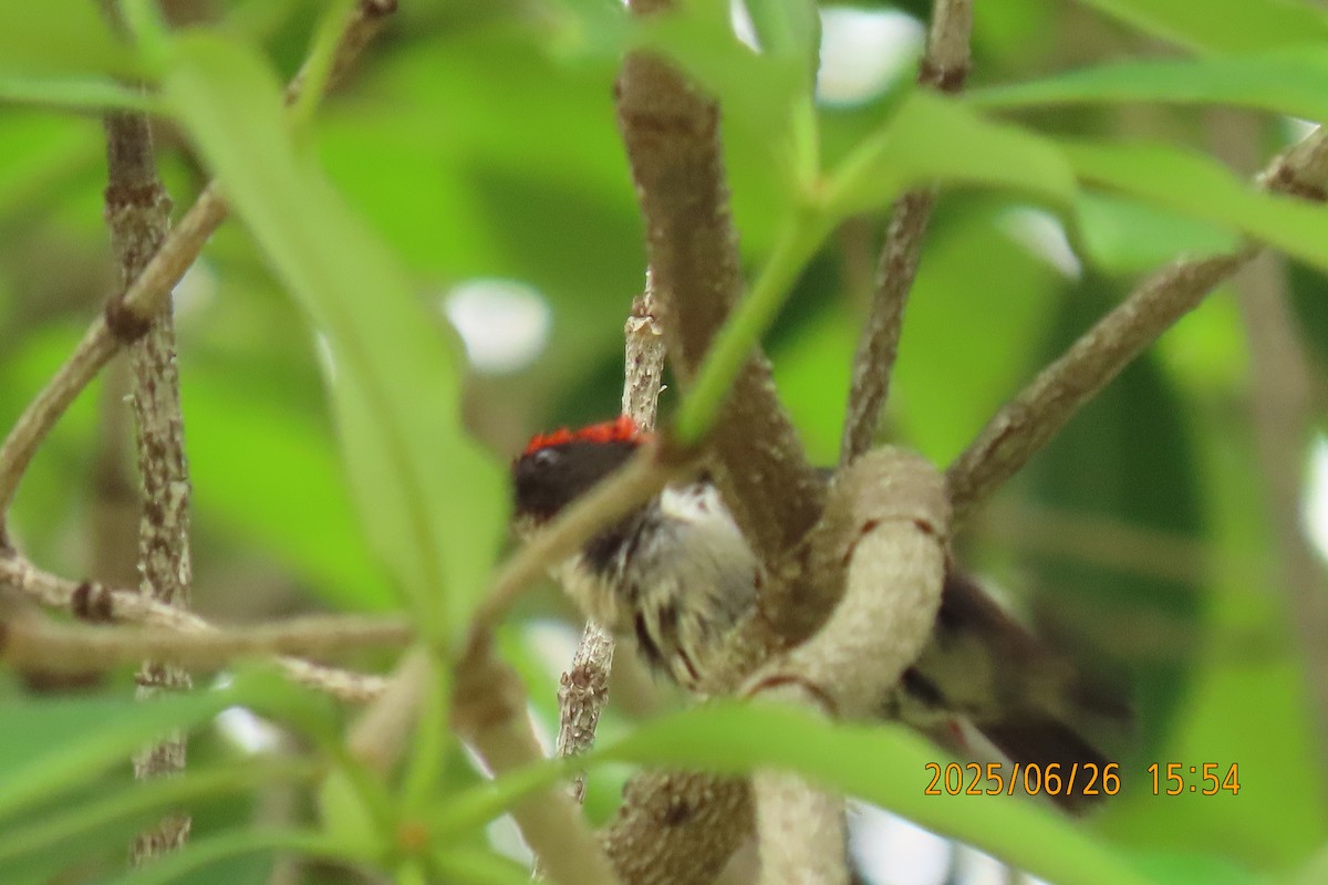 Scarlet-backed Flowerpecker - ML641168730