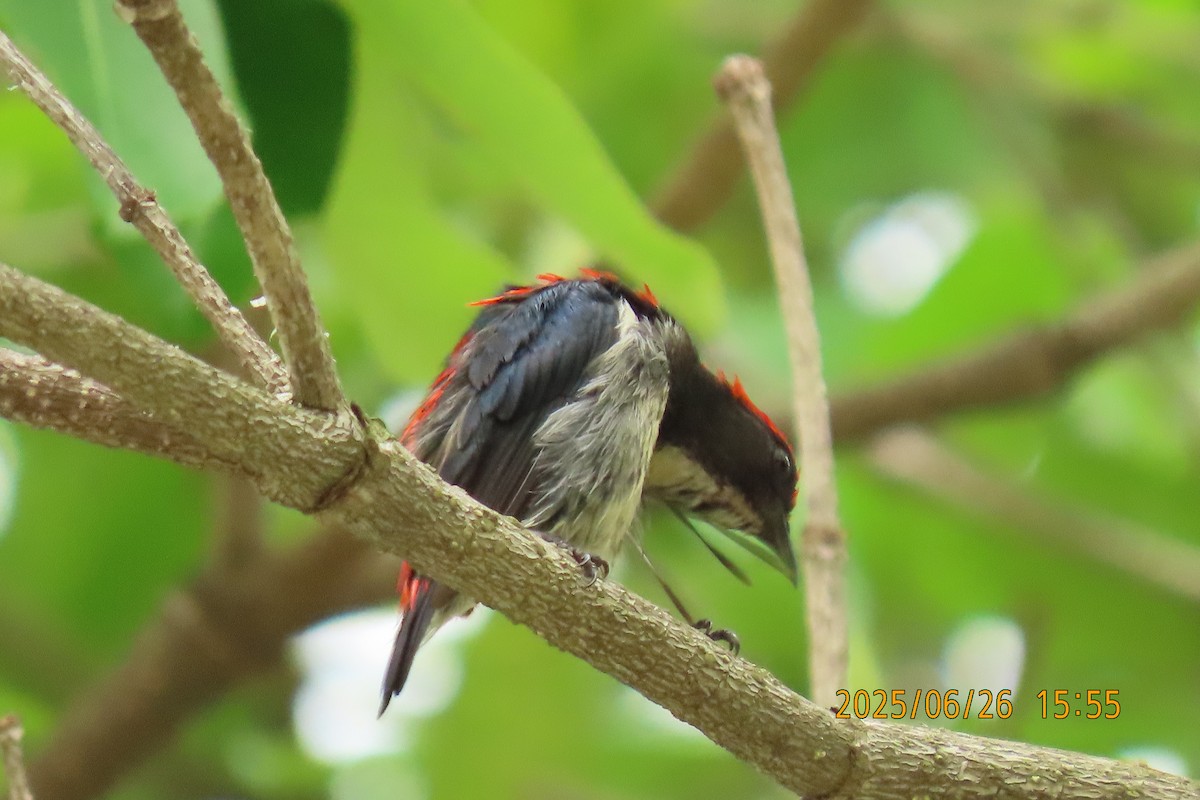 Scarlet-backed Flowerpecker - ML641168734