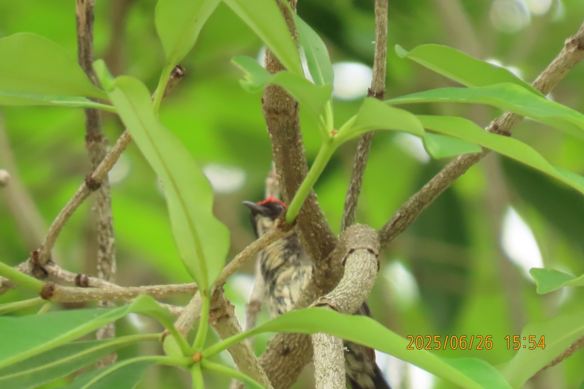 Scarlet-backed Flowerpecker - ML641168735