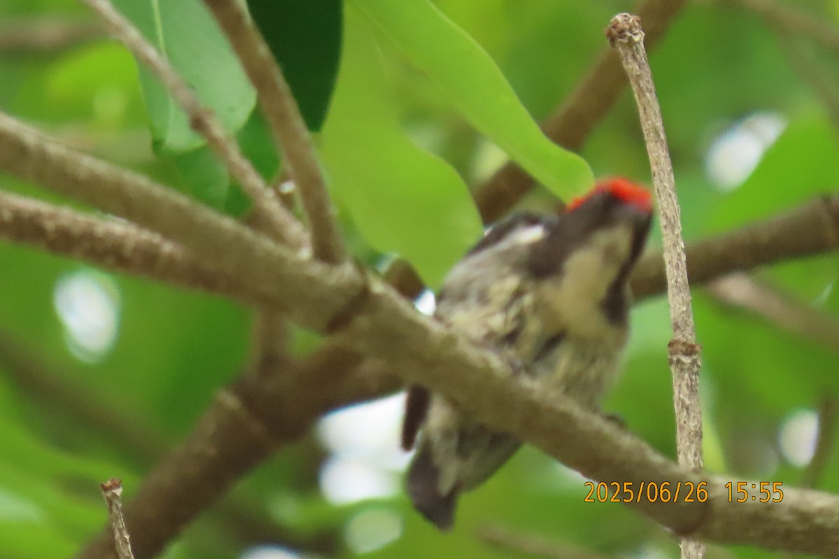 Scarlet-backed Flowerpecker - ML641168736