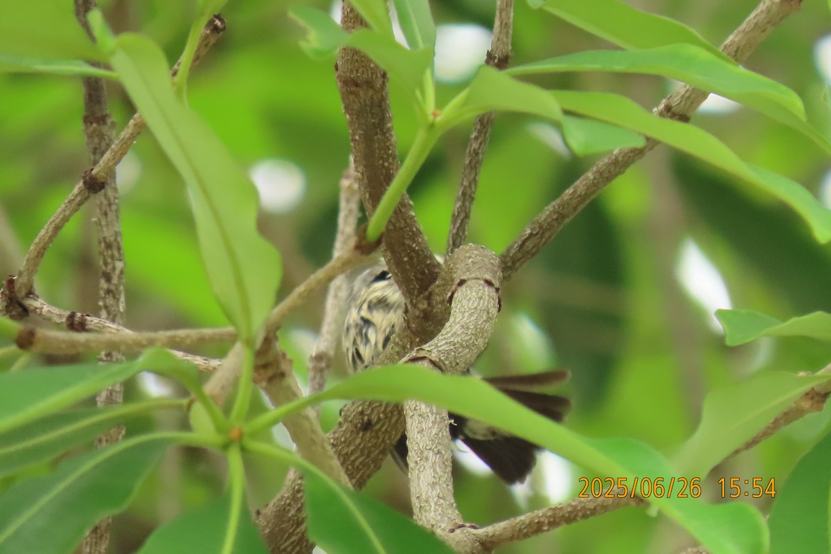 Scarlet-backed Flowerpecker - ML641168737