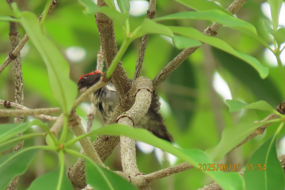Scarlet-backed Flowerpecker - ML641168738