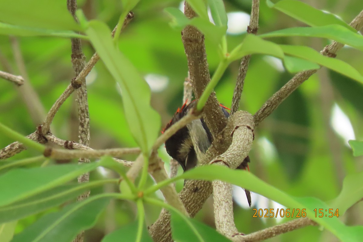 Scarlet-backed Flowerpecker - ML641168739