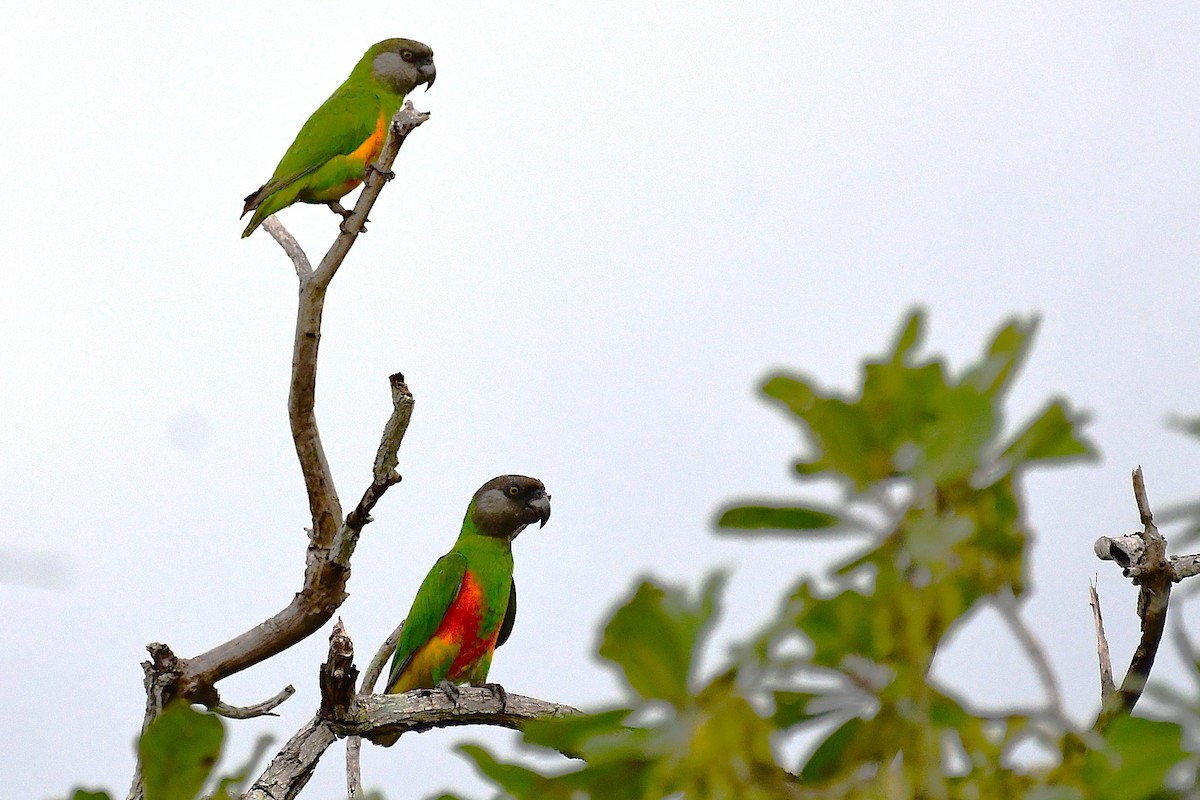 Senegal Parrot - ML641168740
