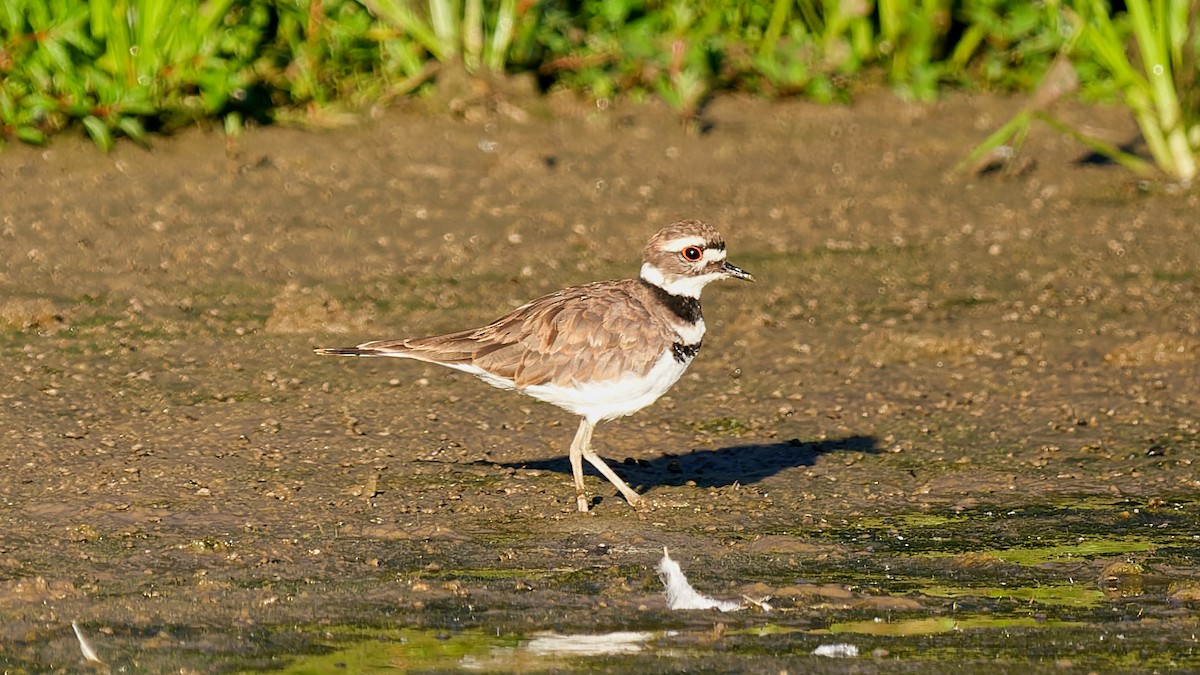 Killdeer - ML641168754