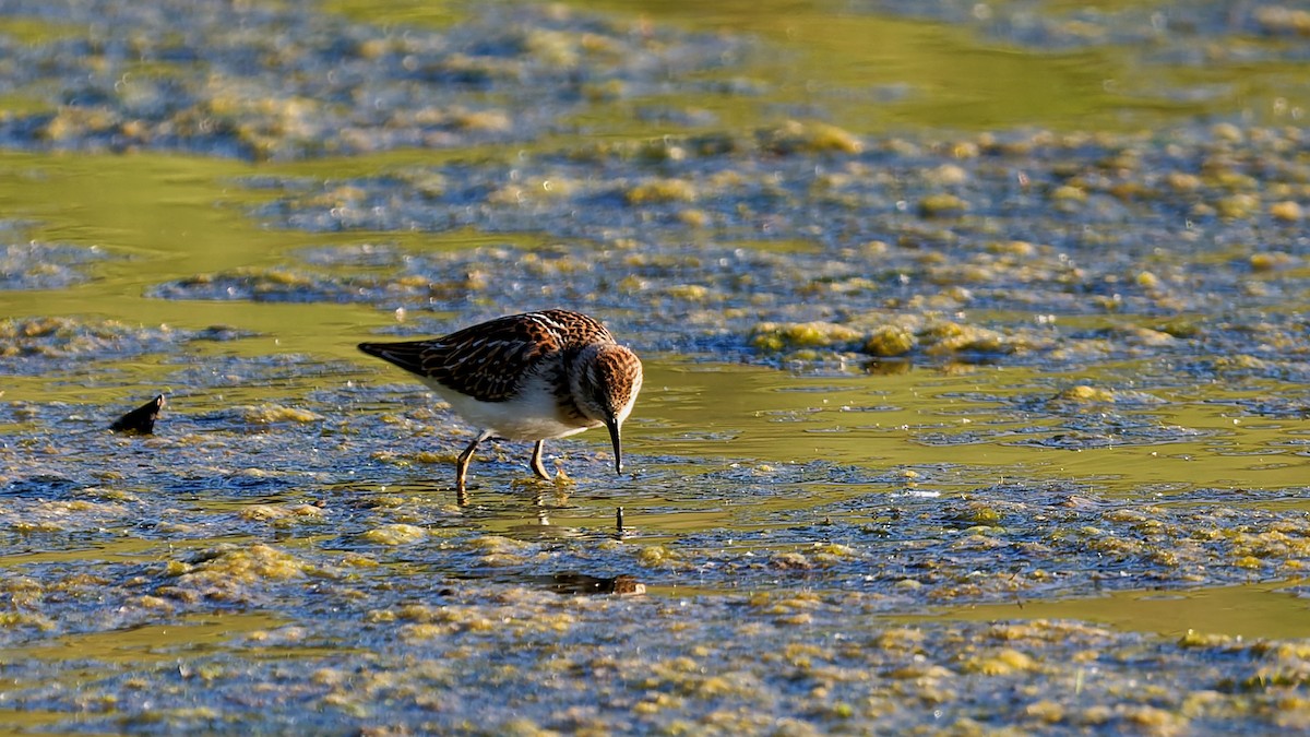 Least Sandpiper - ML641168756