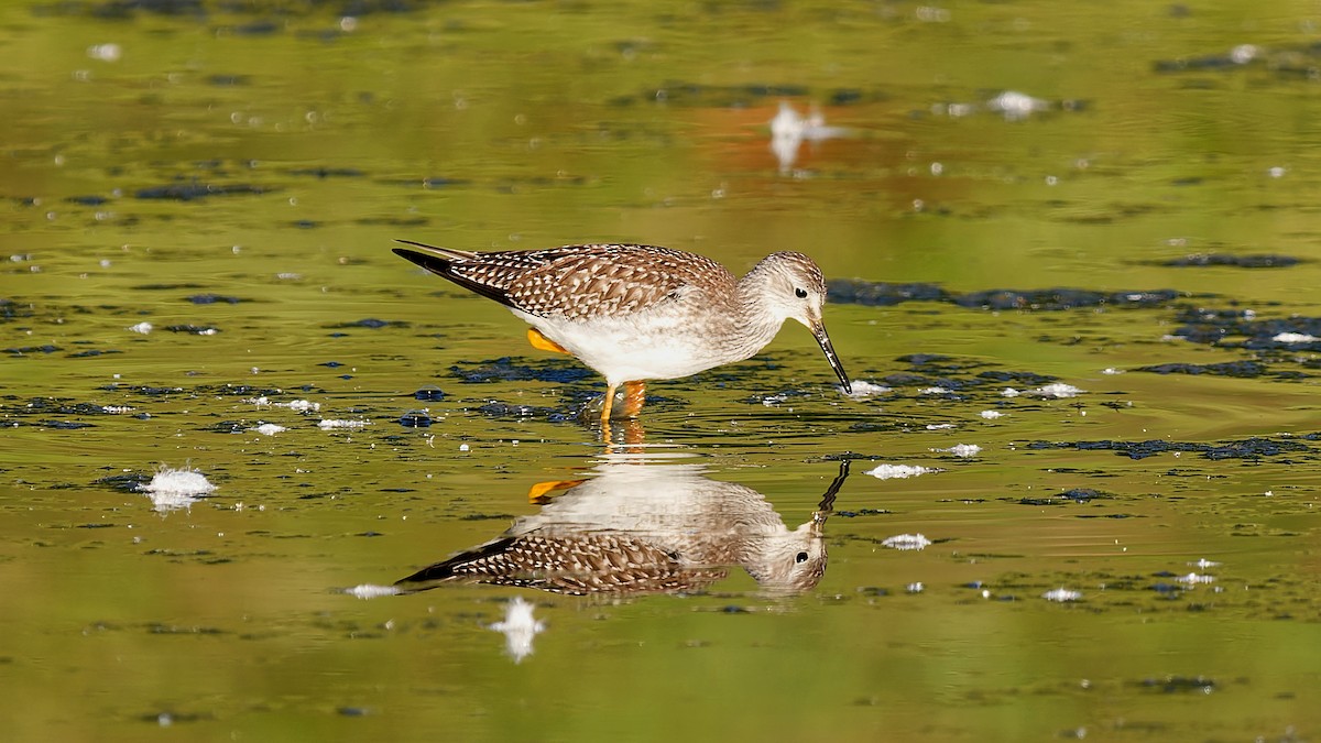 Lesser Yellowlegs - ML641168762