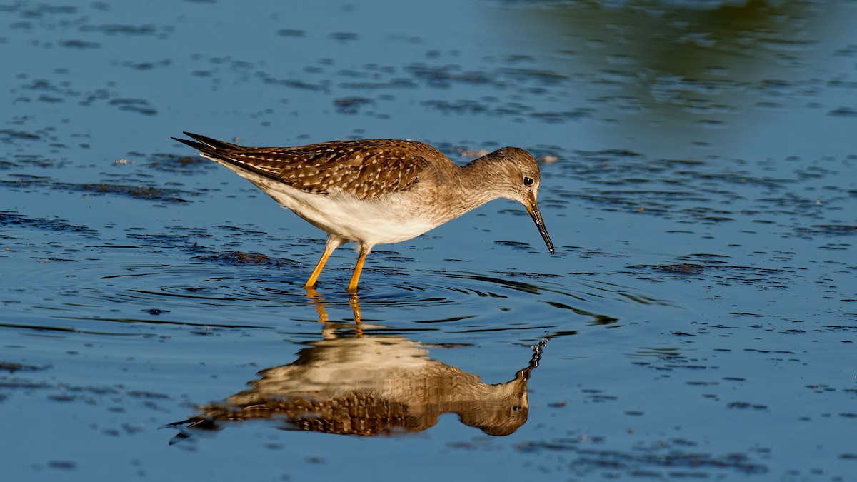 Lesser Yellowlegs - ML641168764