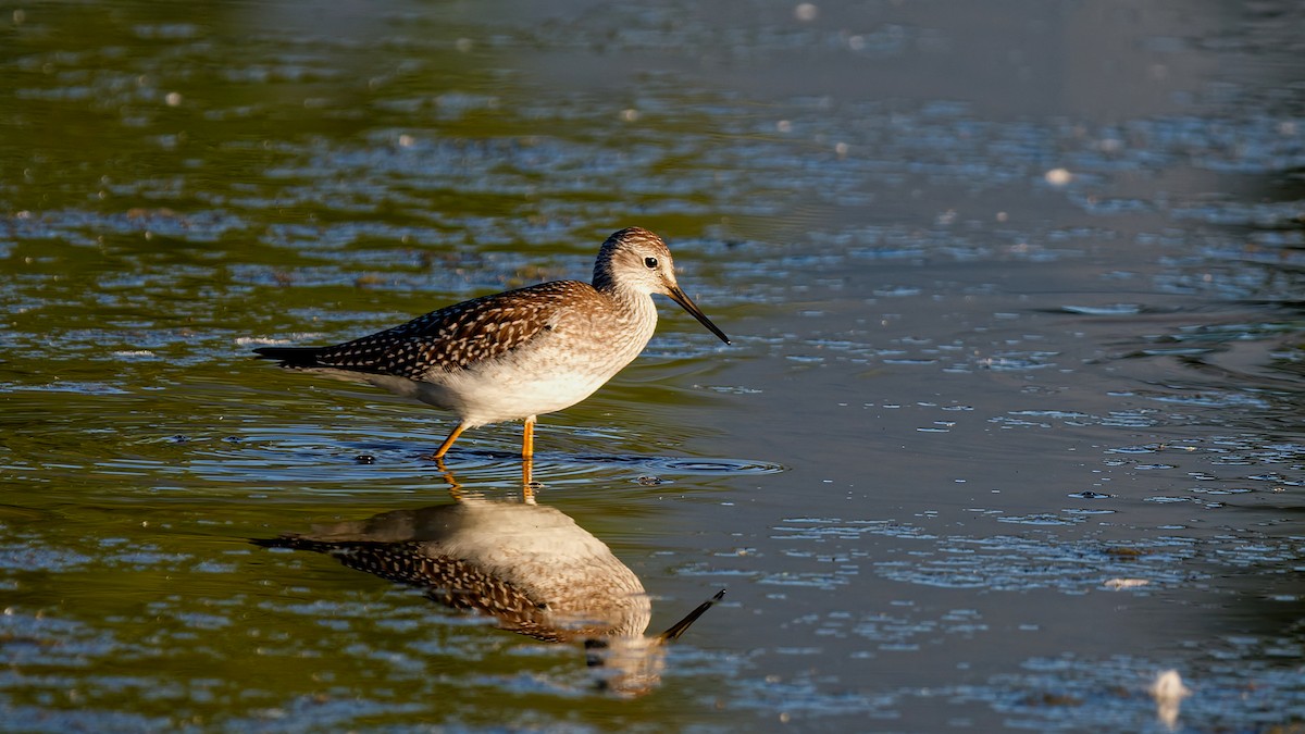 Lesser Yellowlegs - ML641168765