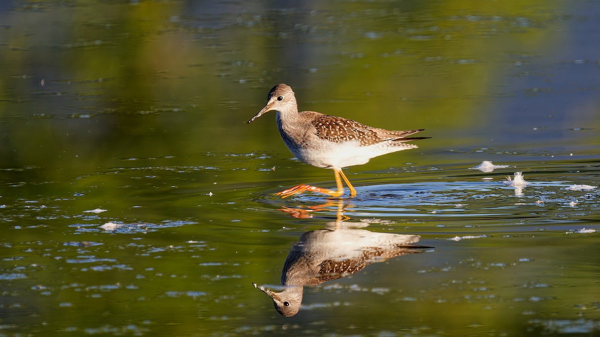 Lesser Yellowlegs - ML641168766