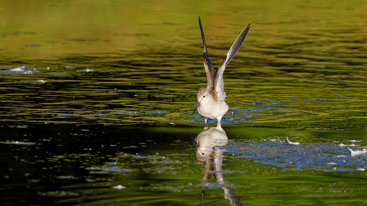 Lesser Yellowlegs - ML641168767