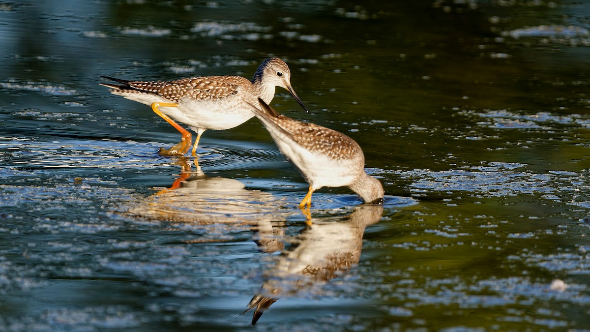 Lesser Yellowlegs - ML641168768