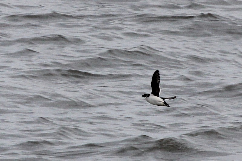 Dovekie - ML641168785